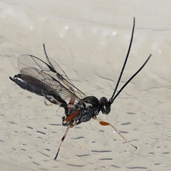 Hyposoter
