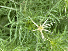 Centaurea calcitrapa