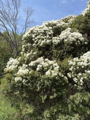 Melaleuca linariifolia