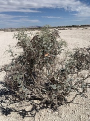 Eriogonum corymbosum nilesii