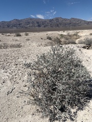 Eriogonum corymbosum nilesii