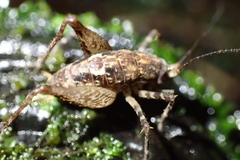 Pleioplectron hudsoni