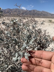 Eriogonum corymbosum nilesii