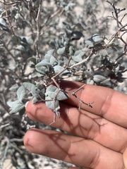 Eriogonum corymbosum nilesii