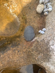 Nerita melanotragus