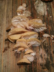 Gloiocephala