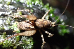 Pleioplectron hudsoni