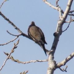 Zenaida macroura carolinensis
