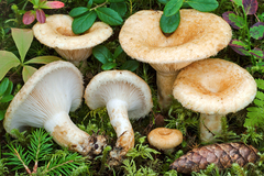 Lactarius auriolla