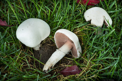 Agaricus campestris