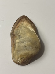 Lamarcka imbricata