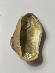 Lamarcka imbricata