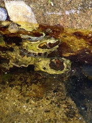 Saccostrea