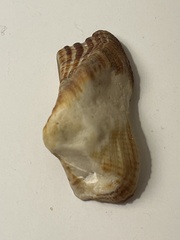 Lamarcka imbricata