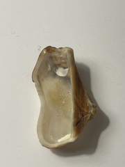 Lamarcka imbricata