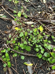 Rhabdothamnus solandri