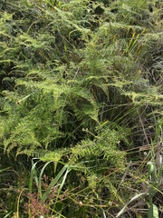 Gleichenia