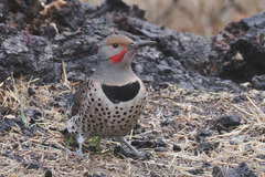 Colaptes auratus luteus × cafer