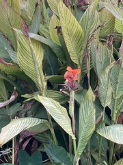 Canna × generalis