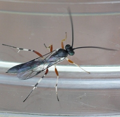 Hyposoter