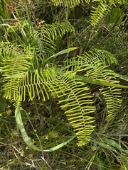 Gleichenia