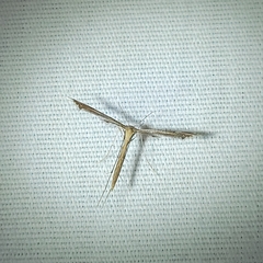 Stenoptilodes brevipennis