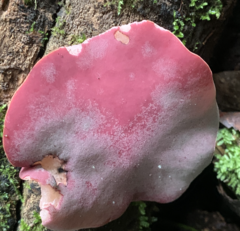 Phillipsia domingensis