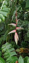 Heliconia chartacea