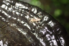 Entomobryomorpha