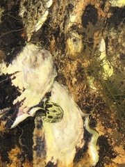 Saccostrea glomerata