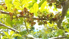 Trichilia havanensis