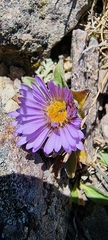 Erigeron heterochaeta