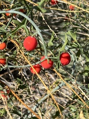 Ibervillea tenuisecta