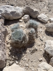 Arctomecon californica