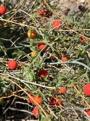 Ibervillea tenuisecta