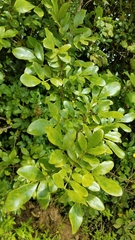 Trichilia havanensis