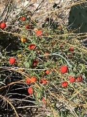 Ibervillea tenuisecta