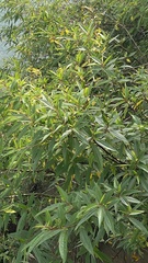 Boehmeria densiflora