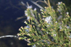 Symphyotrichum lanceolatum