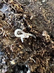 Enchytraeidae