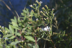 Symphyotrichum lanceolatum