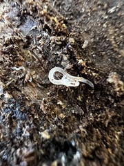 Enchytraeidae
