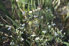 Symphyotrichum lanceolatum