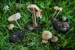 Collybiopsis subpruinosa