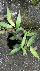 Oplismenus compositus