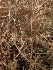 Andropogon