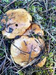 Lactarius scrobiculatus