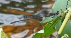Enallagma cardenium