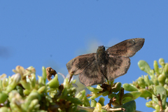 Bolla clytius