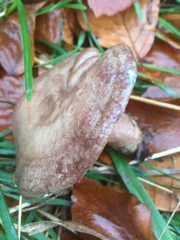 Lactarius blennius